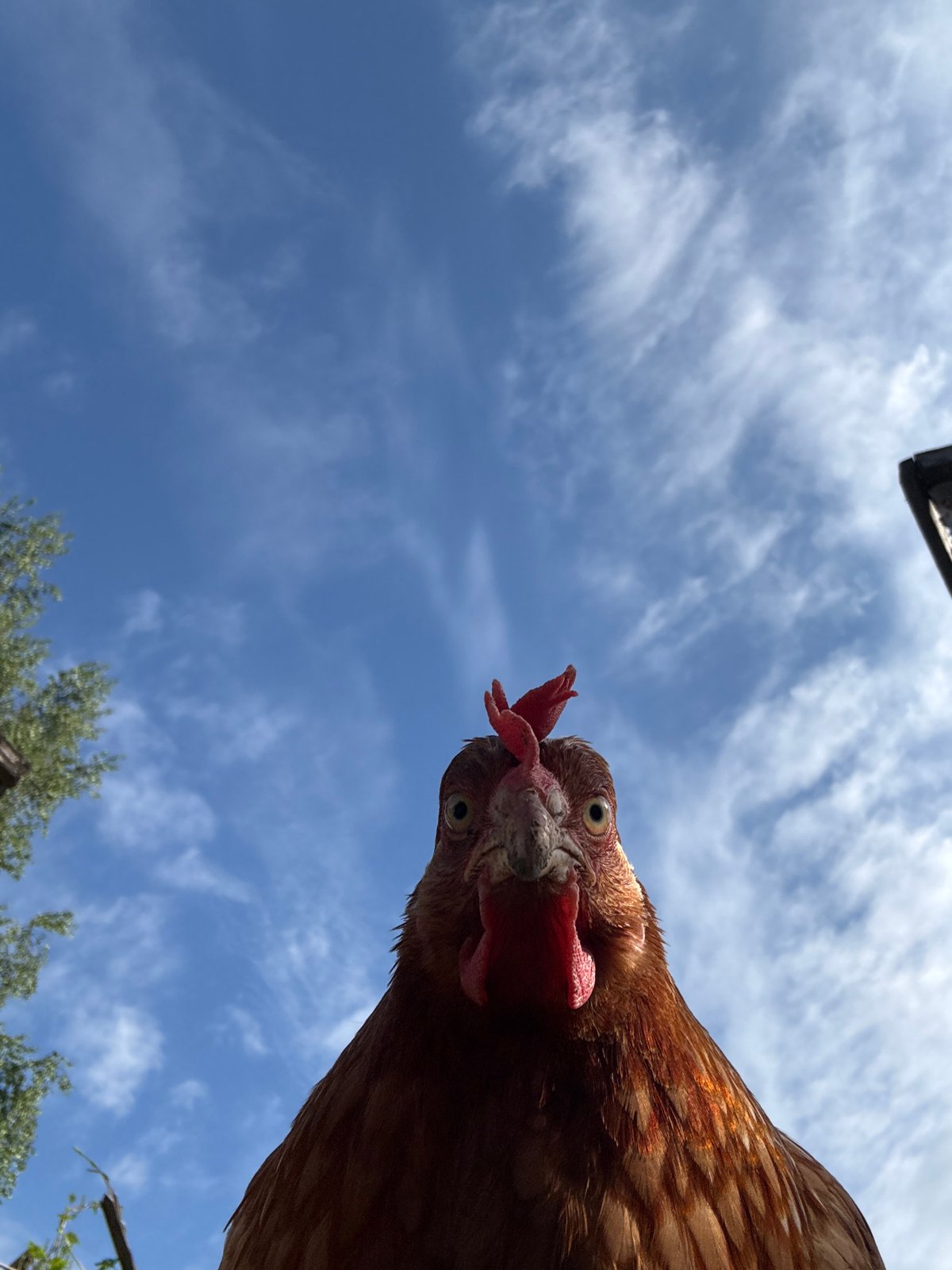 Chicken photographed close-up in Russian village