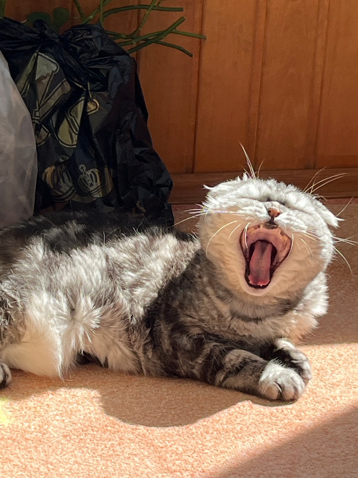 Morning cat activities documented across Chaikovsky household