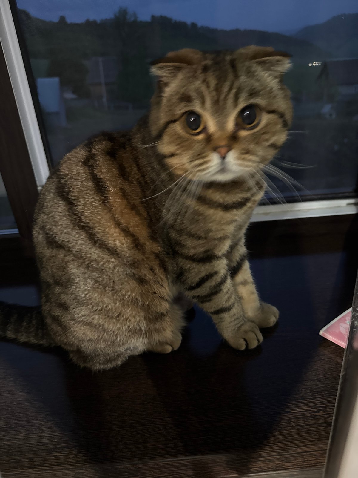Scottish Fold cat observed during twilight in Russian village