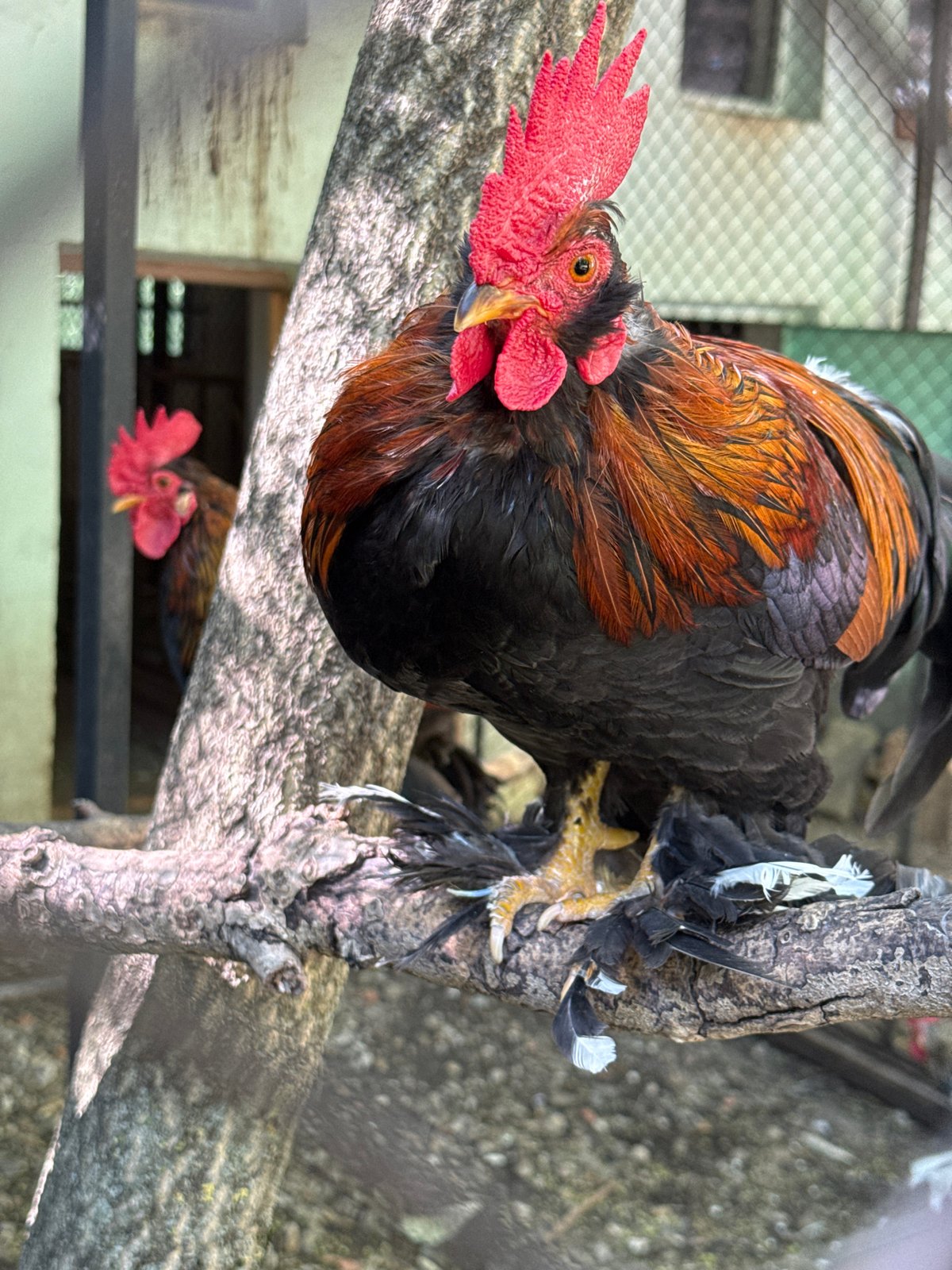 Visitor documents animals during afternoon zoo visit in Lovech