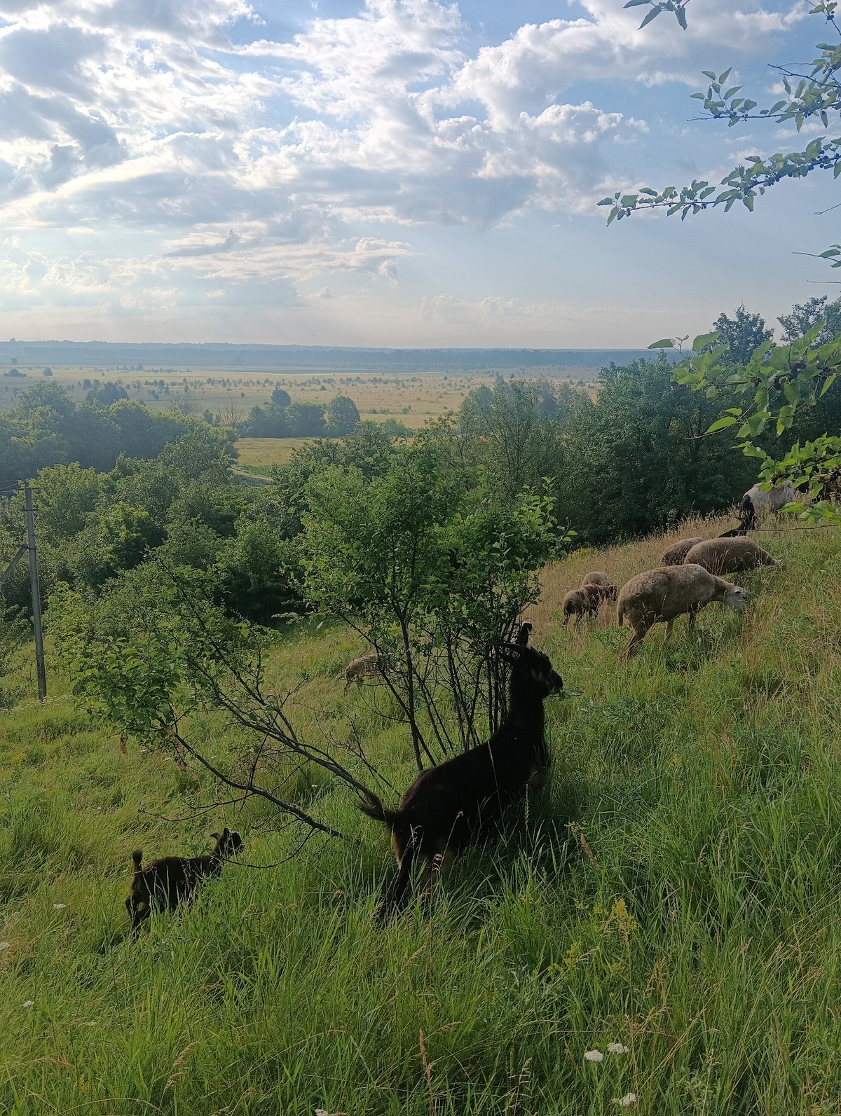 Sheep and goats roam a green hillside on a bright day