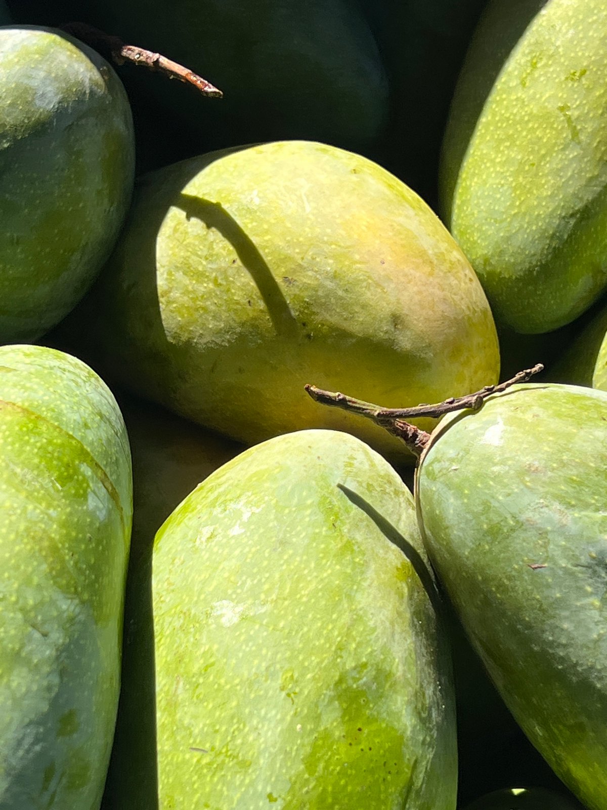 Green mangoes displayed in Nam Nha Trang Ward, Vietnam