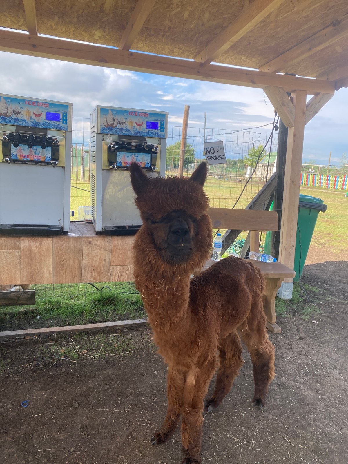 Alpaca hangs out next to ice cream machines in rural Bulgaria