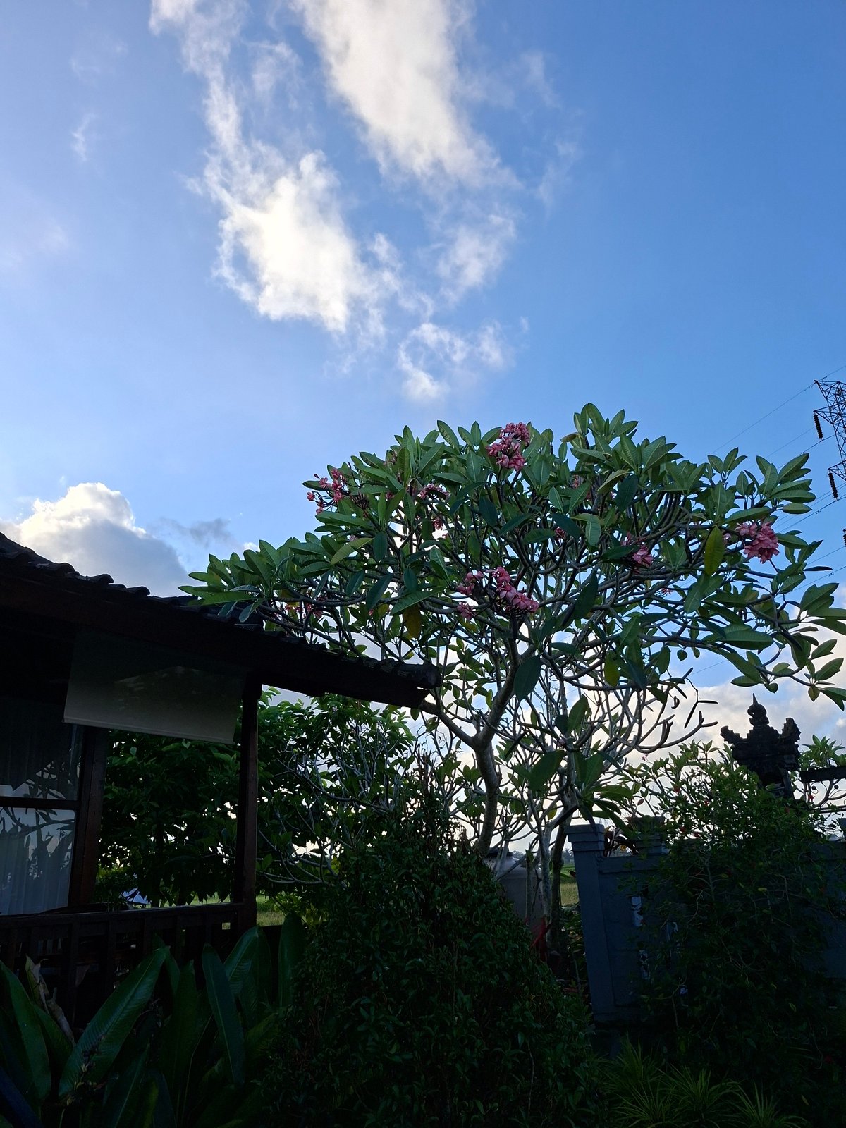 Morning scenes captured across Ubud District, Indonesia