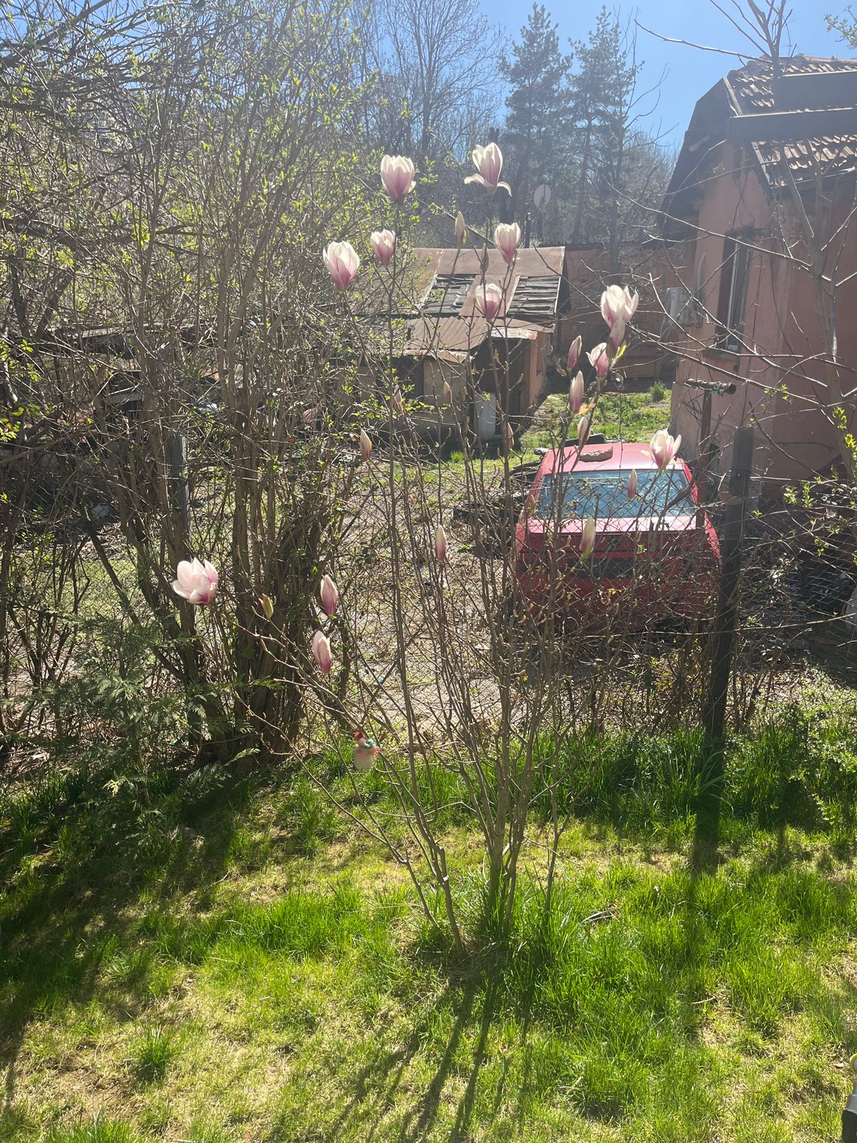 Spring afternoon moments captured across Sofia neighborhoods