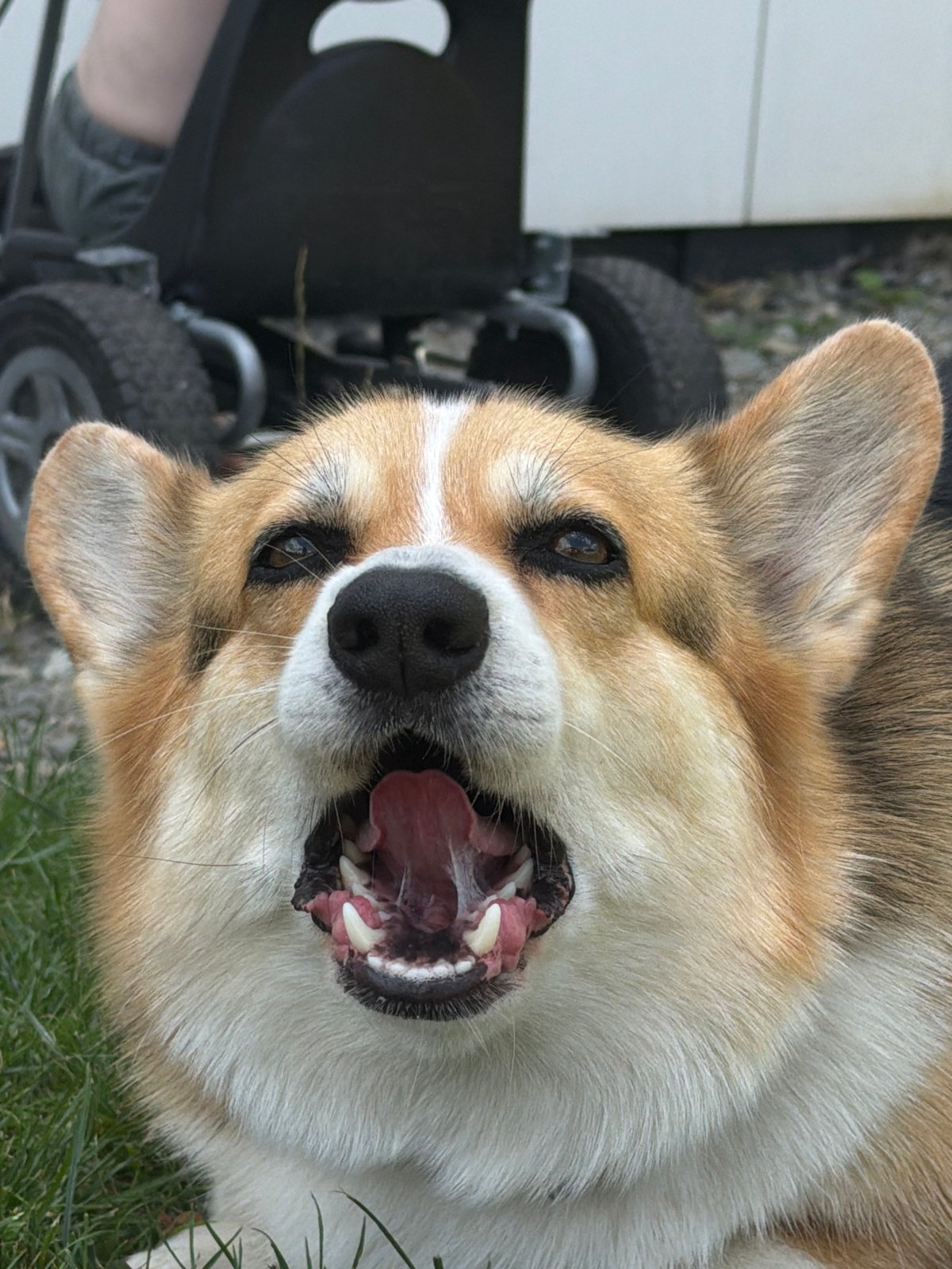 Corgi plays in the yard while planes drift overhead on a summer afternoon