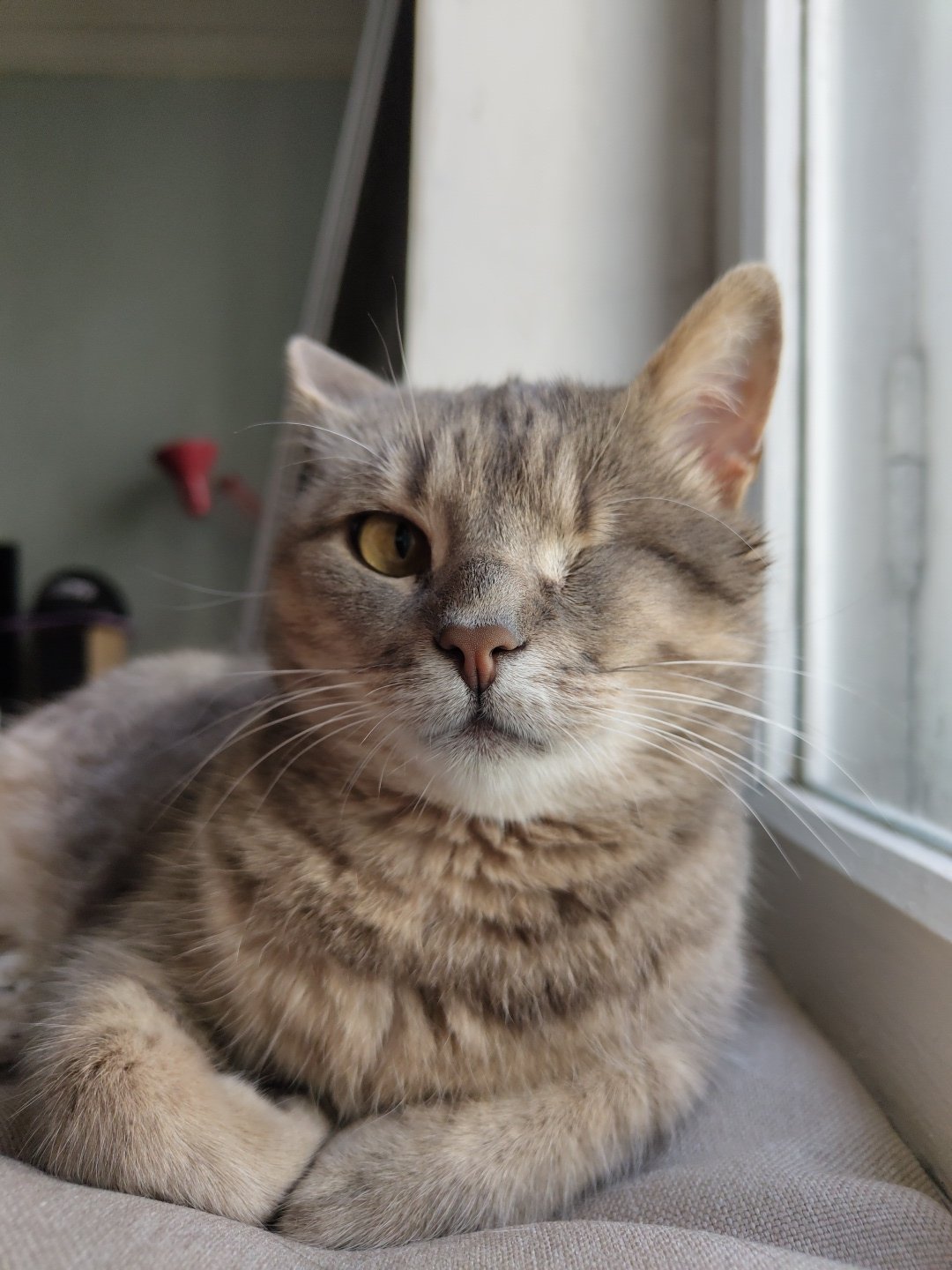 Tabby cat's morning rest session across multiple cozy spots