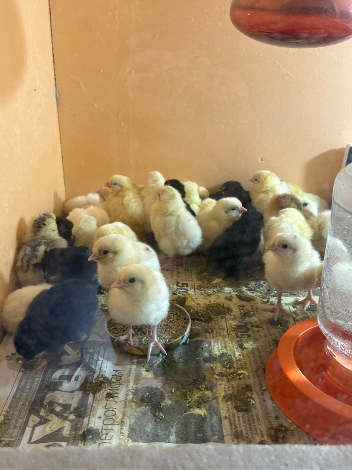 Young chicks huddle together in brooder in Krasnoyarsk