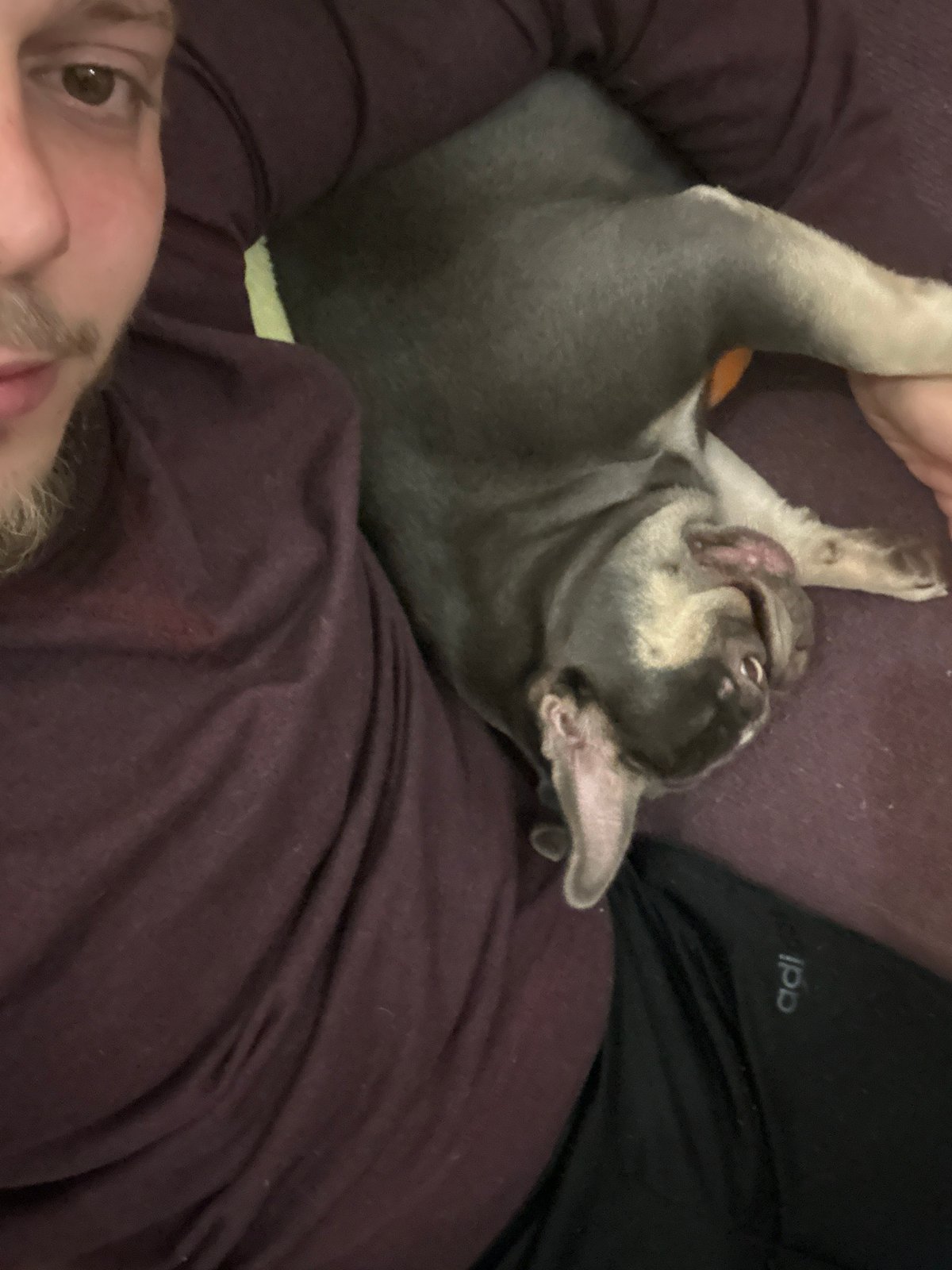 French bulldog enjoys playful indoor moments with owner