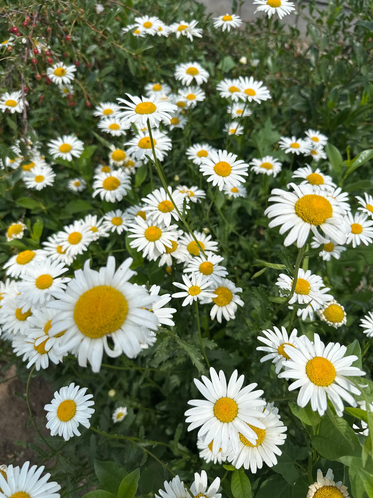 A Қосшы garden in full summer bloom, up close.