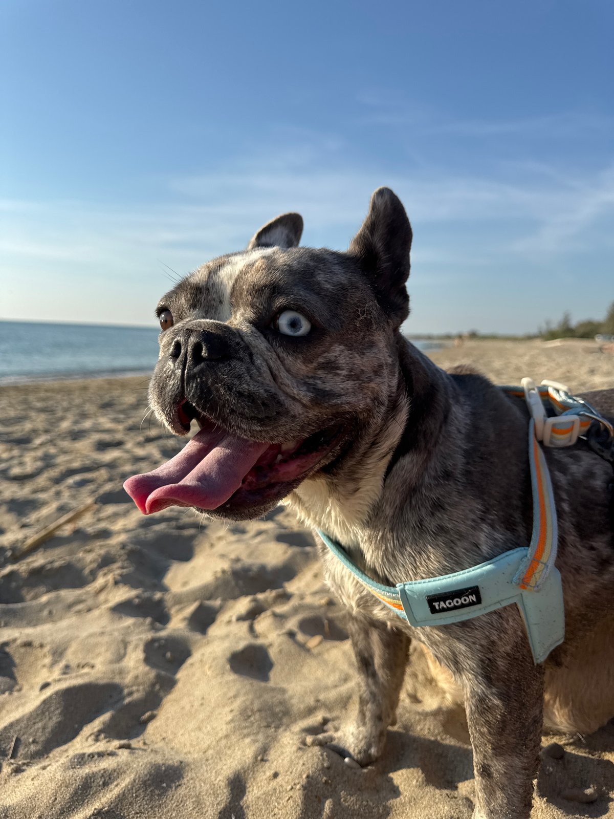French Bulldogs hit the beach in San Benedetto del Tronto