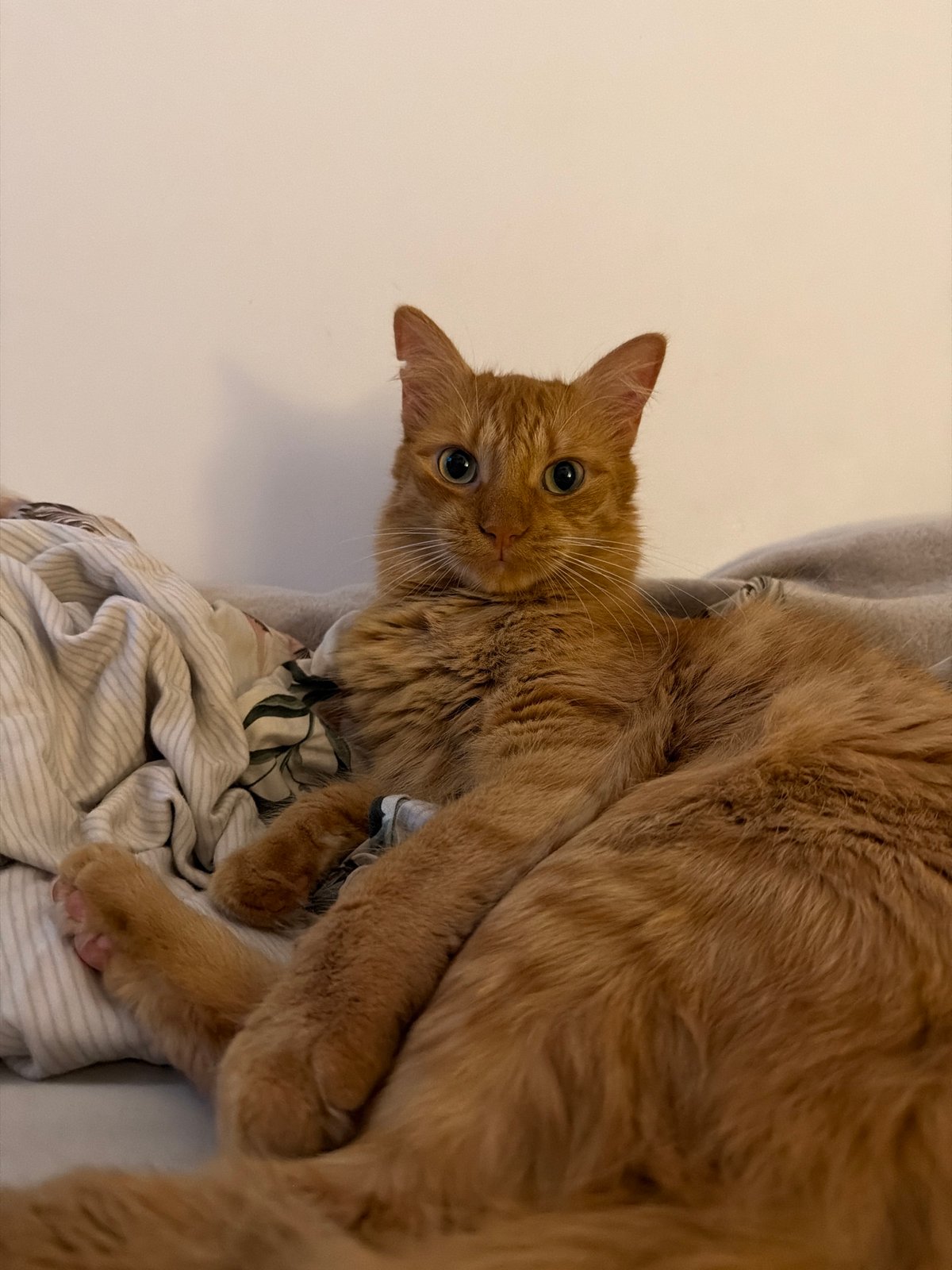 Orange cat rests on laundry pile in Belgrade