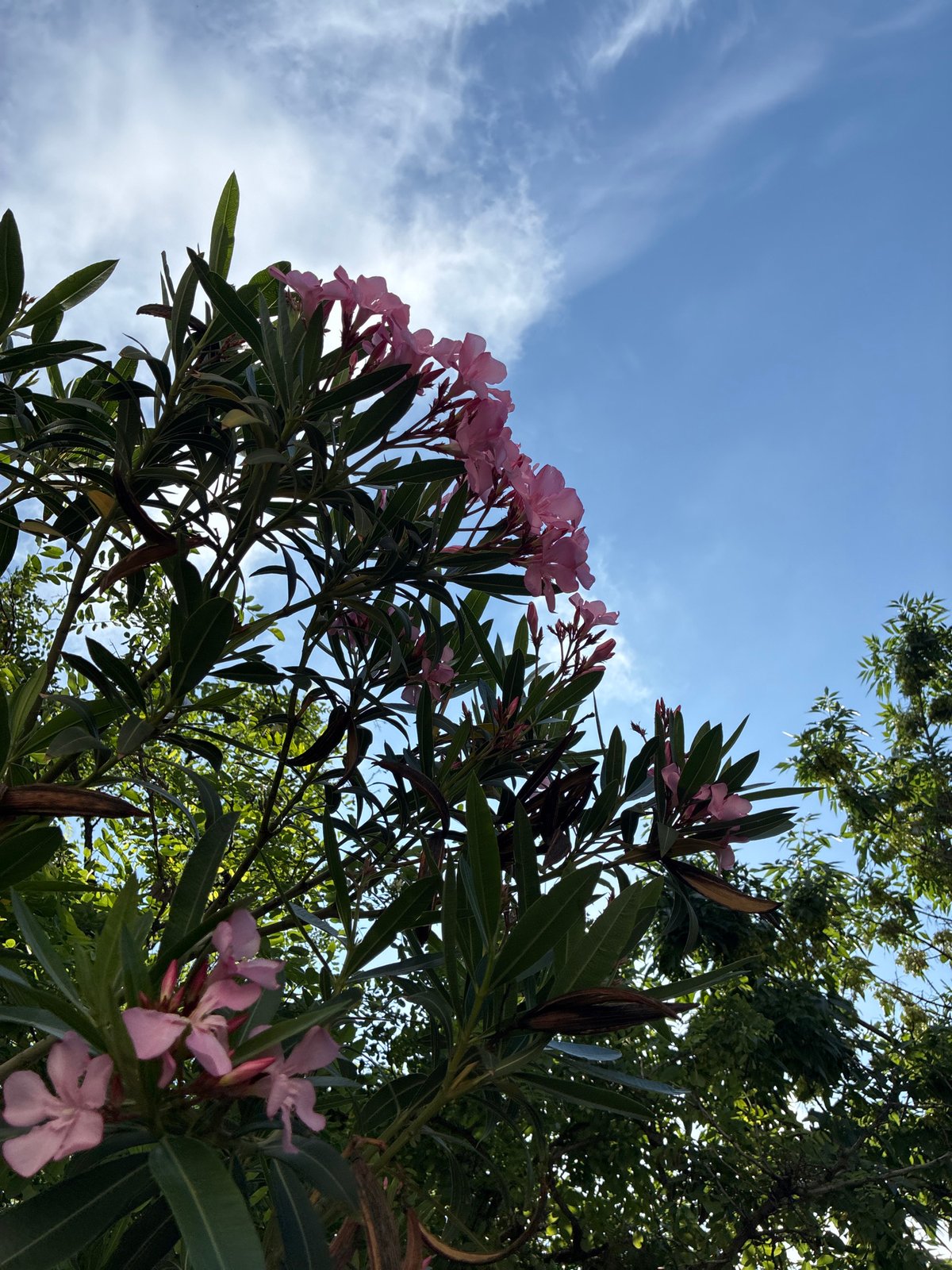 Morning documentation tour captures Plovdiv's urban scenes and blooms
