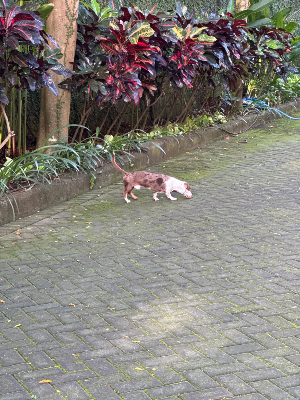 Dog, children play on mossy walkway in Kuta Selatan