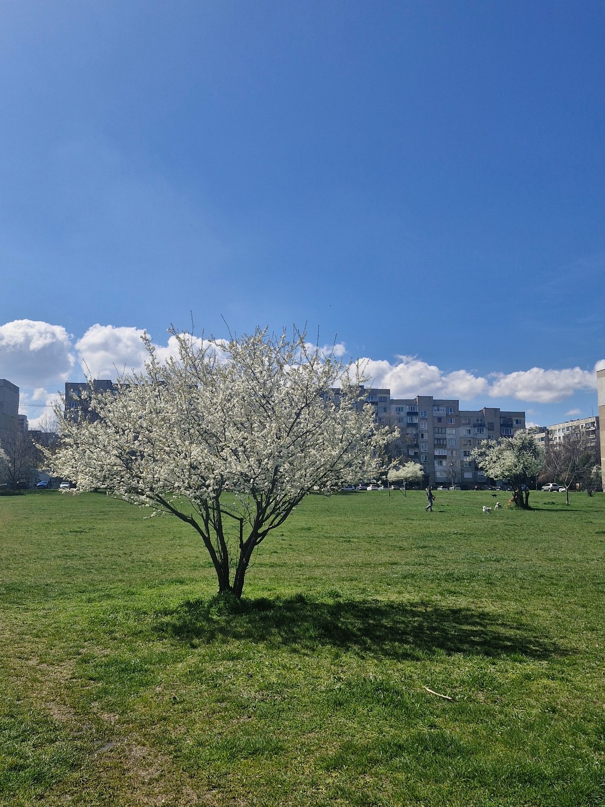 Spring blossoms brighten Sofia neighborhood on sunny April morning