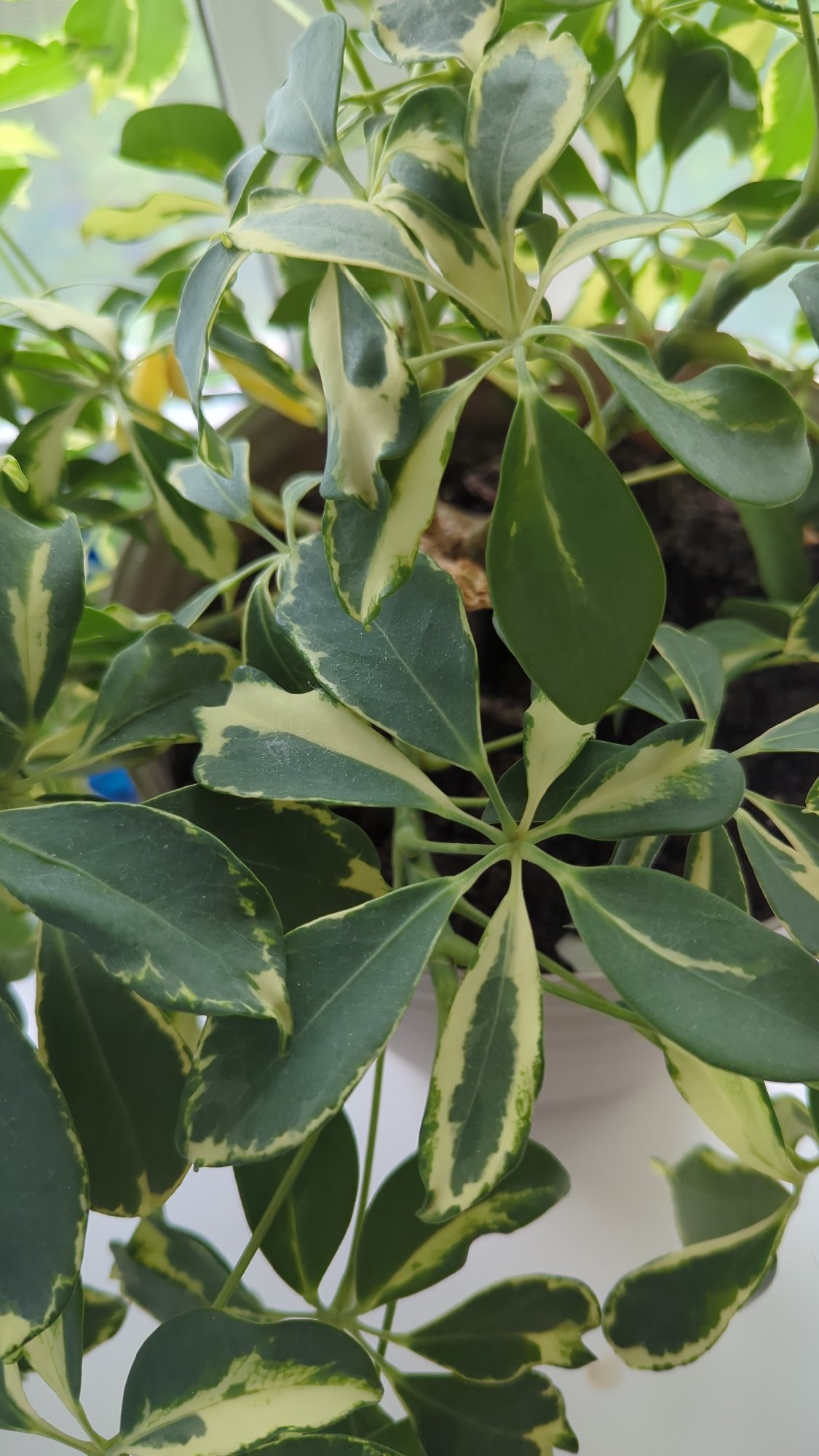Indoor tropical plants photographed up close in Sarapul