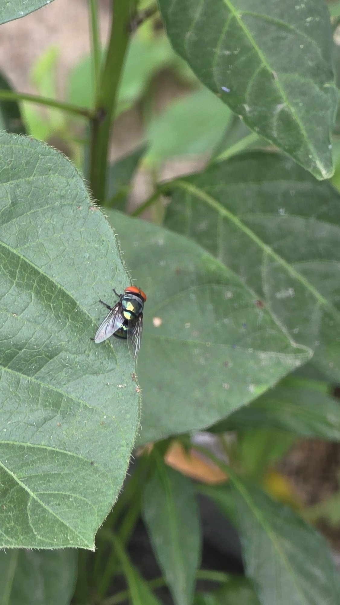 Morning insects spotted in Lhokseumawe garden vegetation