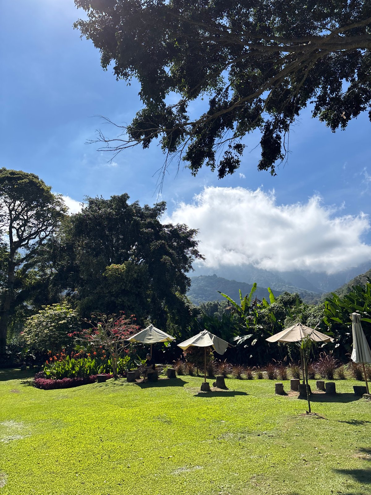 Green landscape documented in Sukasada, Indonesia