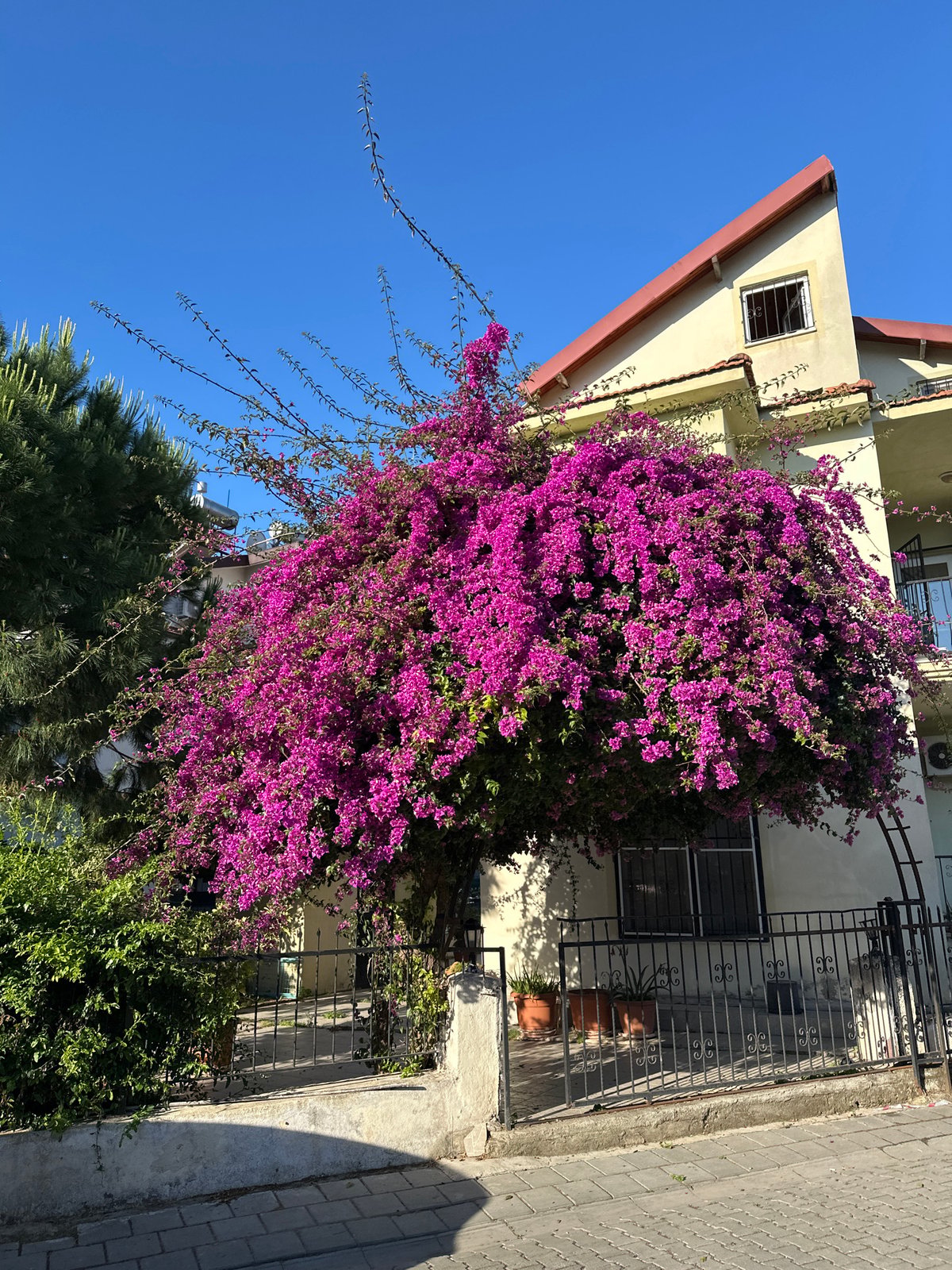 Purple bougainvillea blooms on yellow building in Fethiye