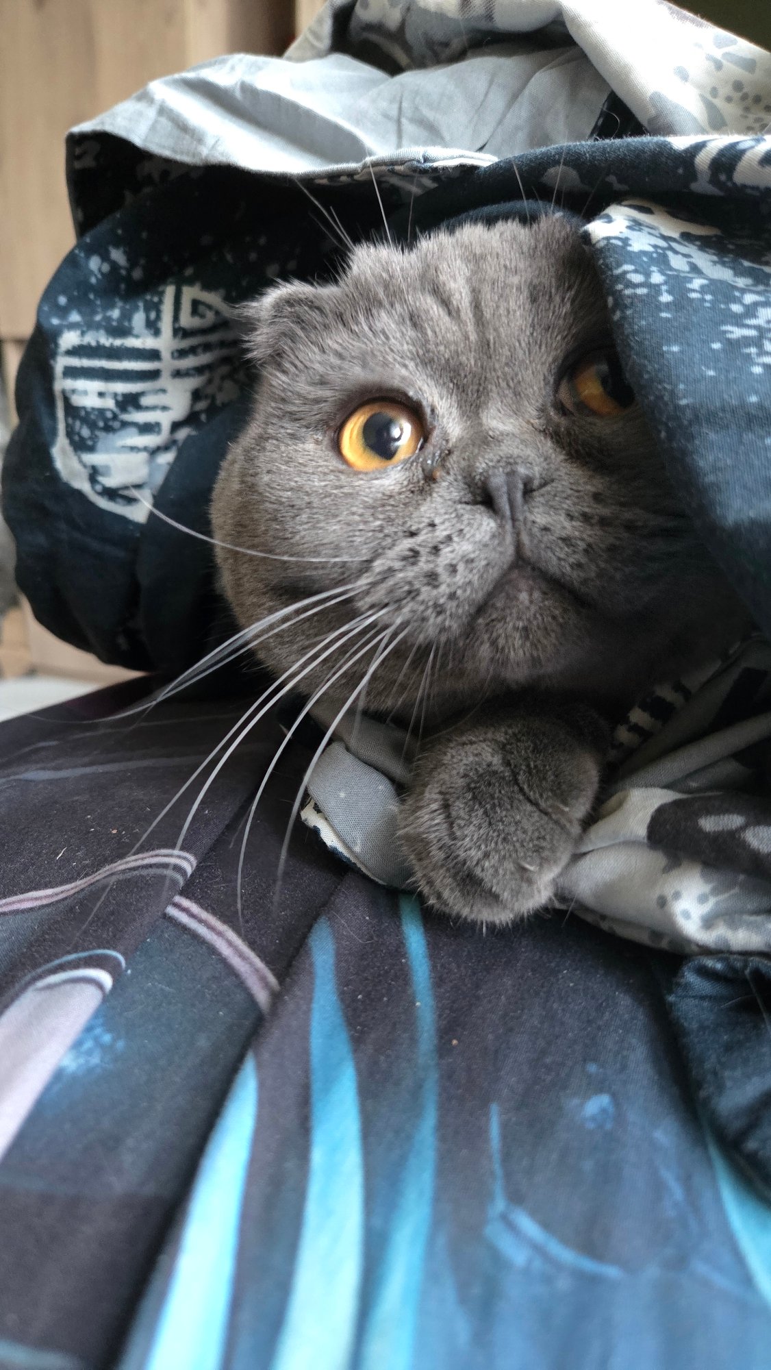 Scottish Fold cat lounging on a dark blue blanket at home
