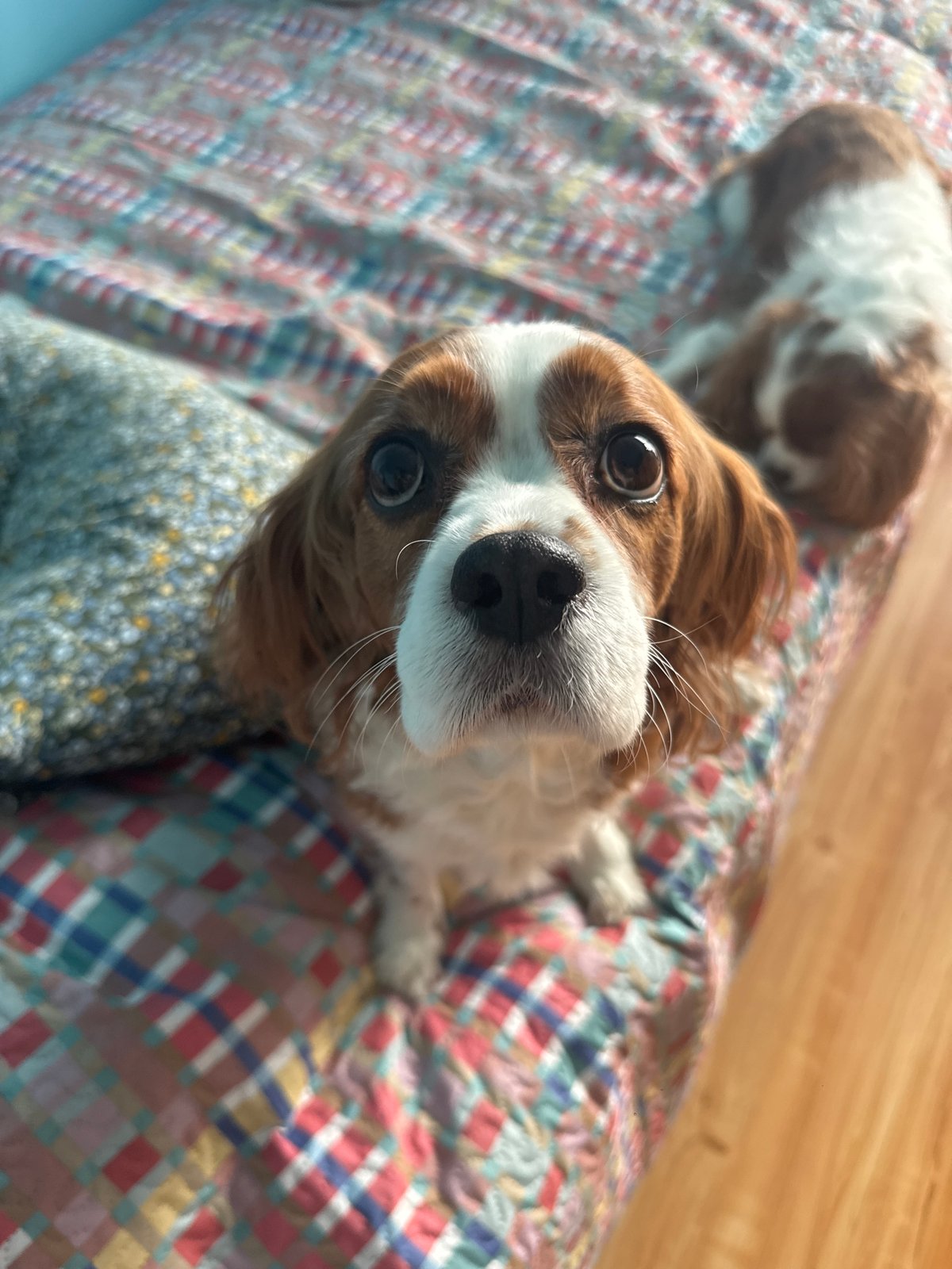 Cavalier King Charles Spaniels photographed in Sofia home