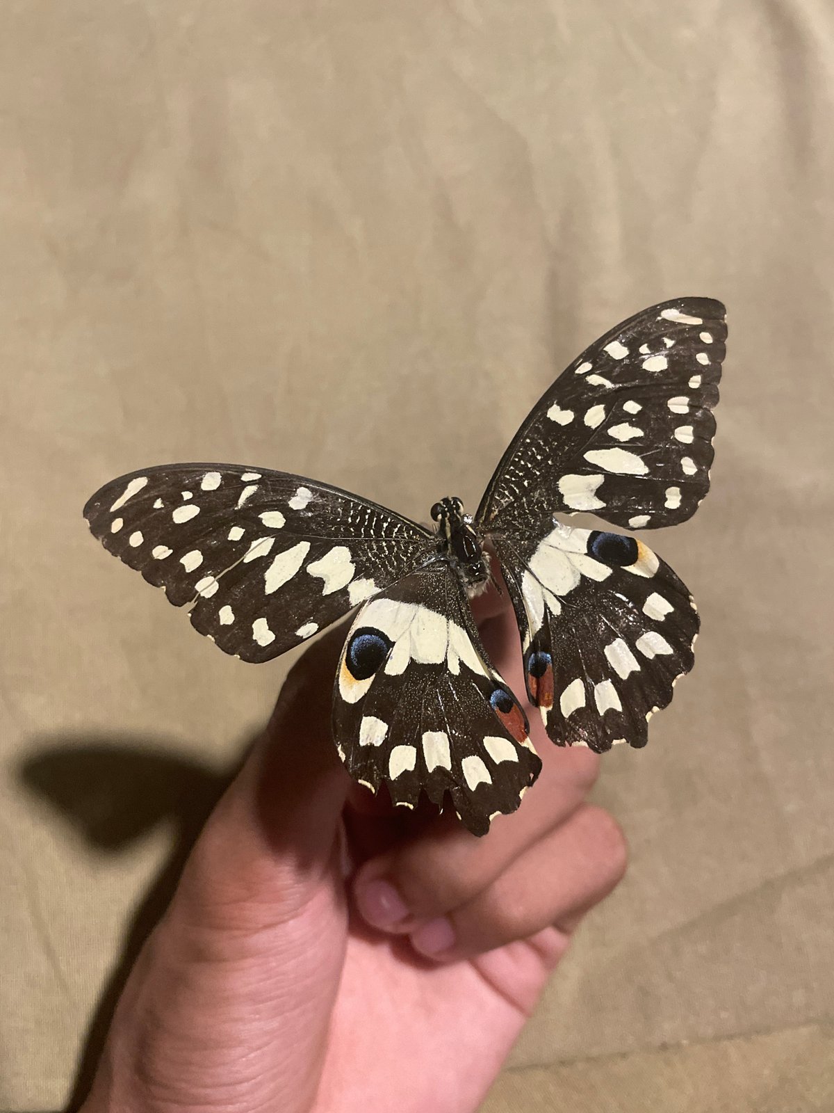 Butterfly specimens handled and displayed in Davao City