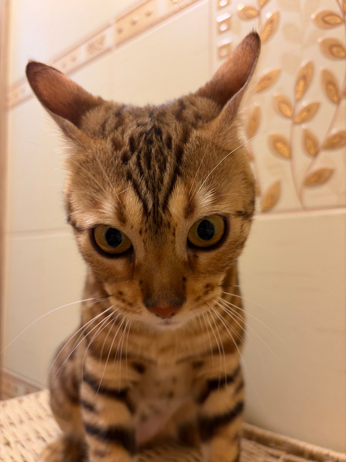 Bengal cat photographed in close-up in Krasnoyarsk, Russia