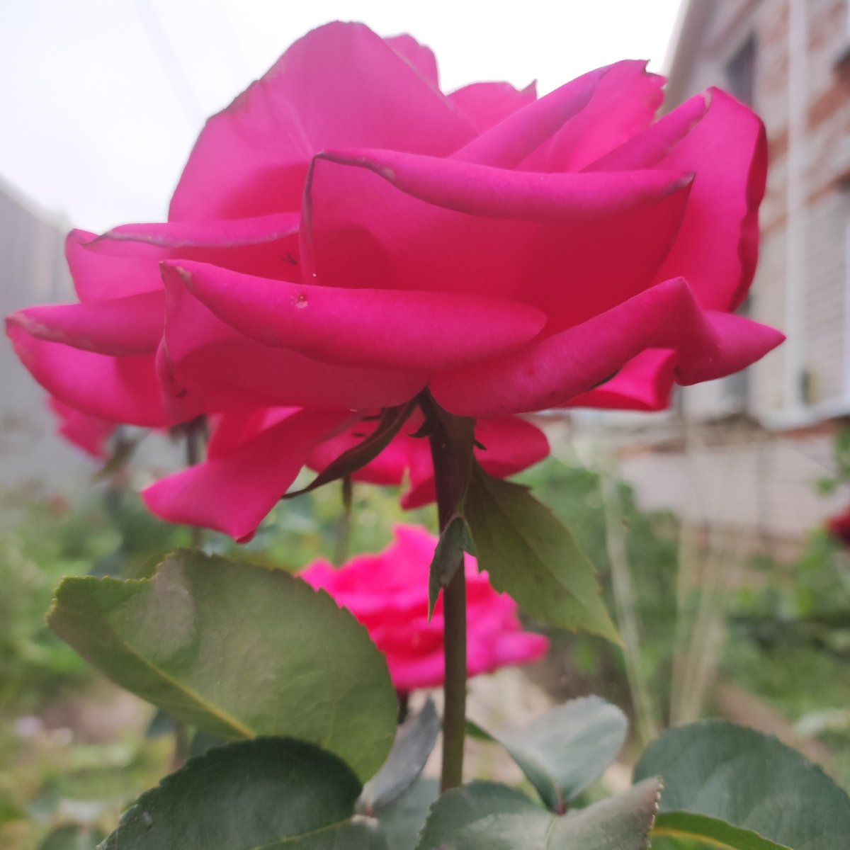 Close-up garden flower photography in Navoloki, Russia
