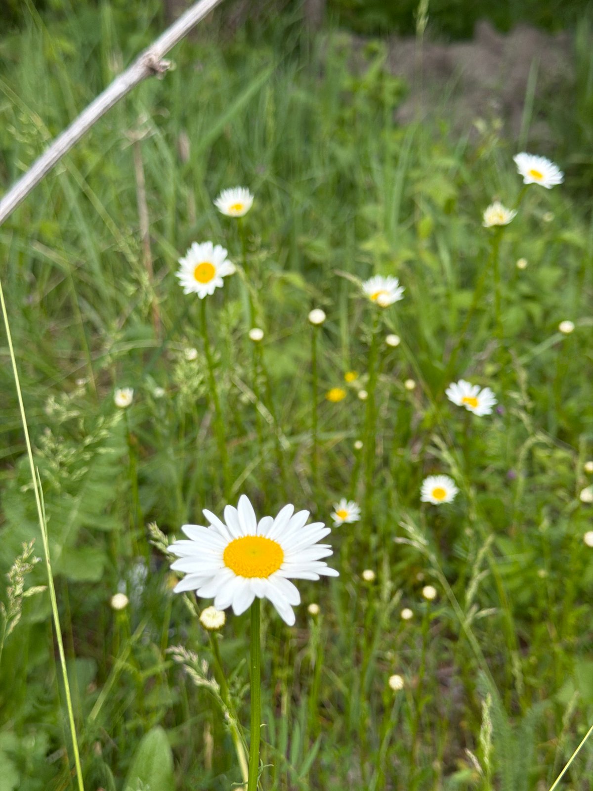 Spring nature scenes documented in Otaraani, Georgia countryside