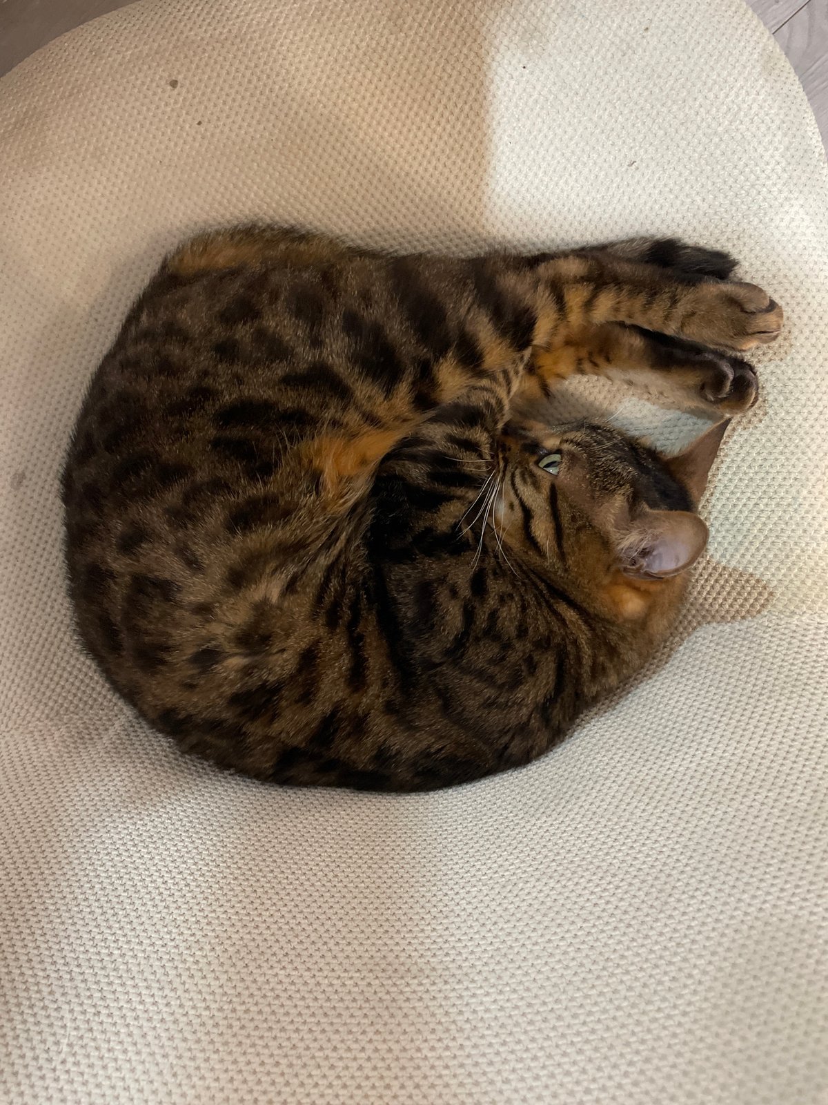 Cat rests on cushion in Moskovskiy home