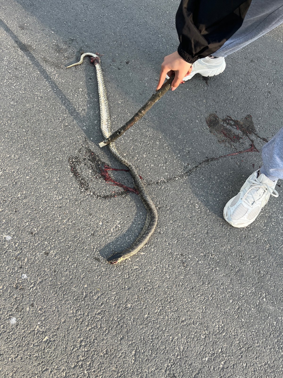 Dead snake found on road in Loznitsa, Bulgaria