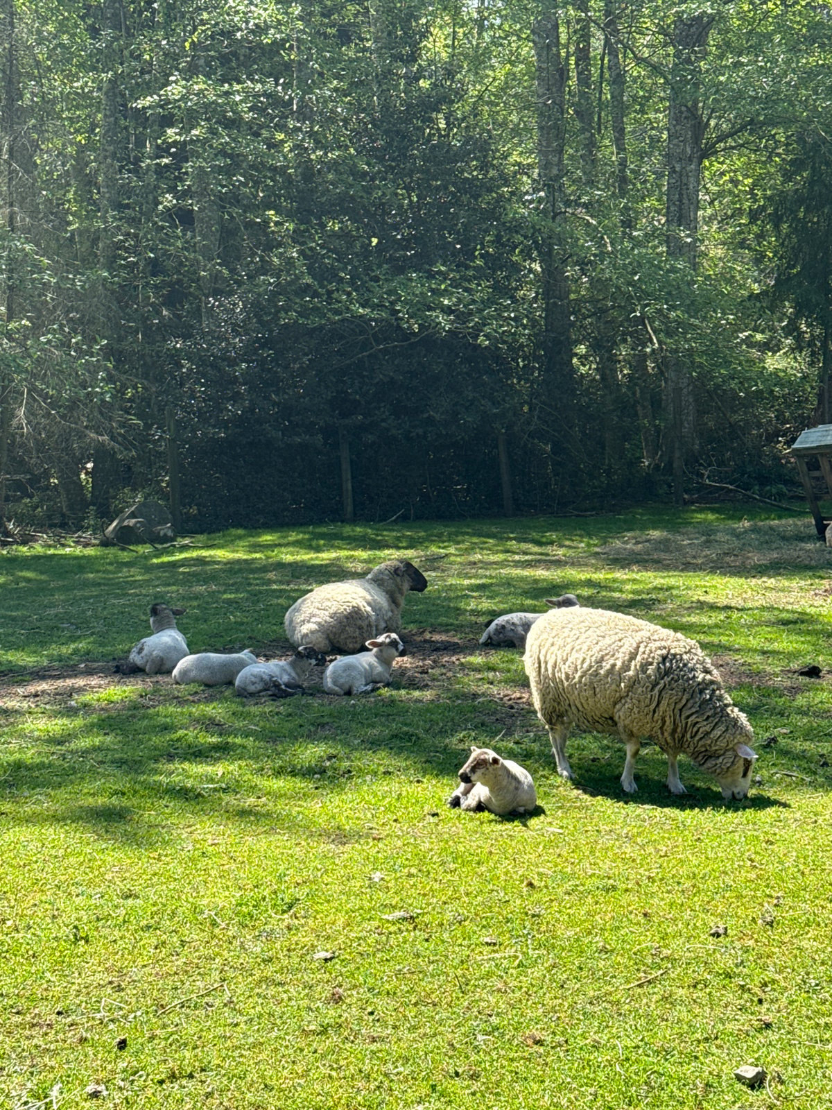 Wildlife and humans share peaceful moments on Bowen Island