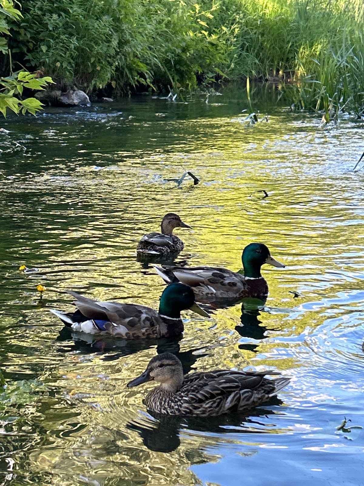 Mallards on a summer afternoon in Ivanteyevka's waterways