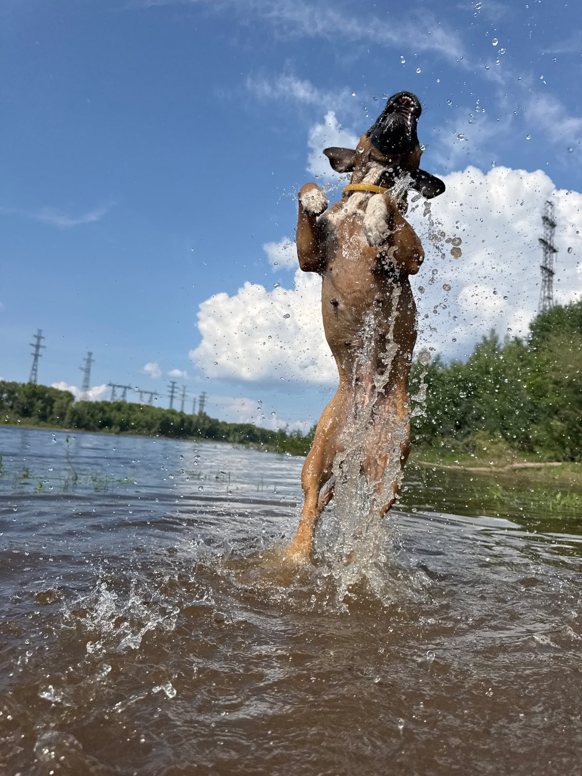 Dog playing in Kama River with summer activities around Chaikovsky