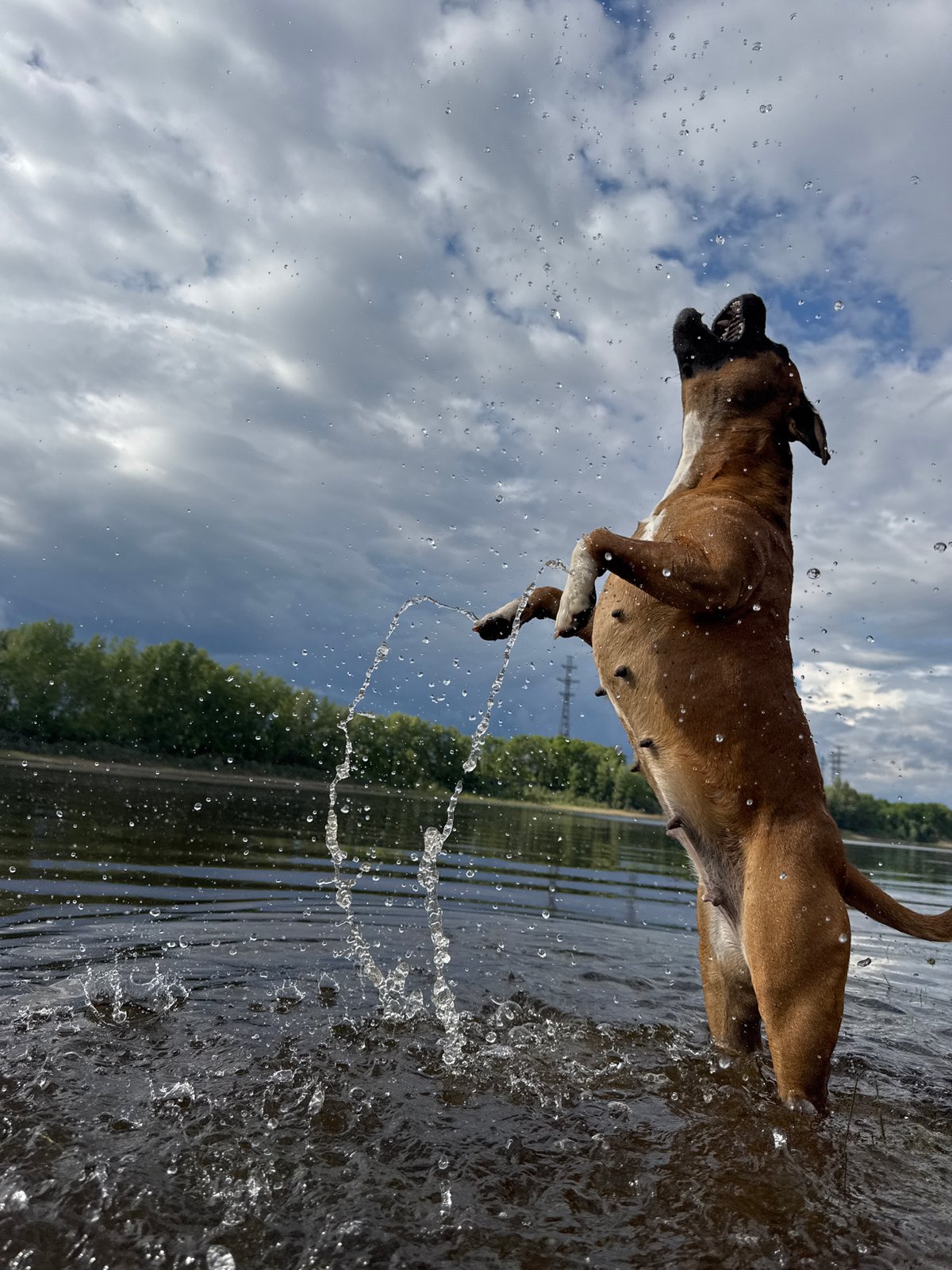 Woman and boxer dog enjoy afternoon at Kama River
