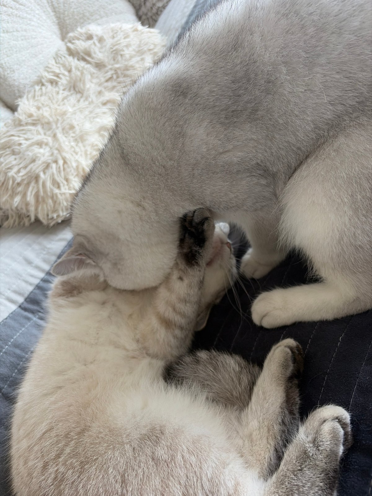 Two cats rest intertwined on striped surface in Burgas