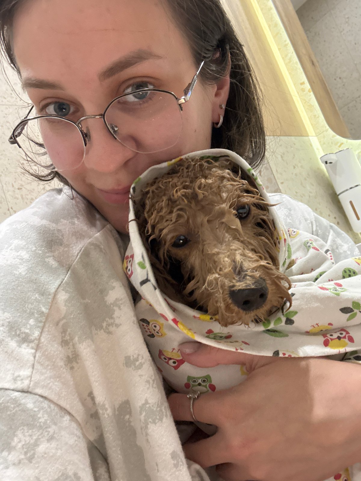 Woman bathes brown poodle at home in Pervomaysky
