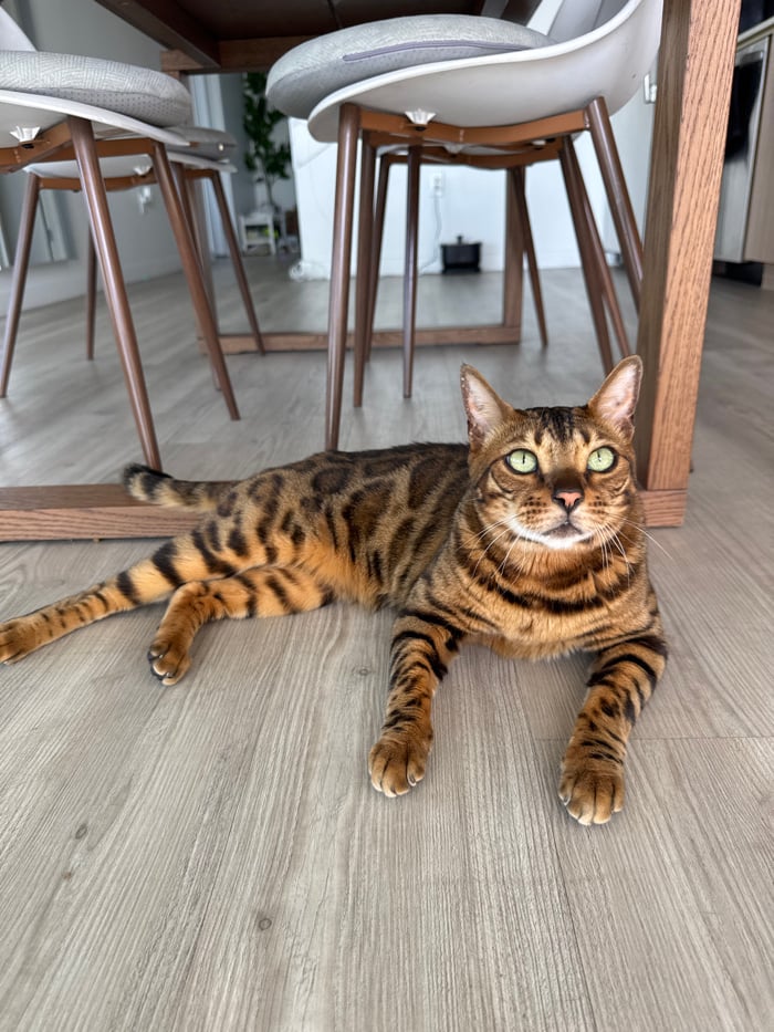 Bengal cat spotted resting under dining table in Los Angeles