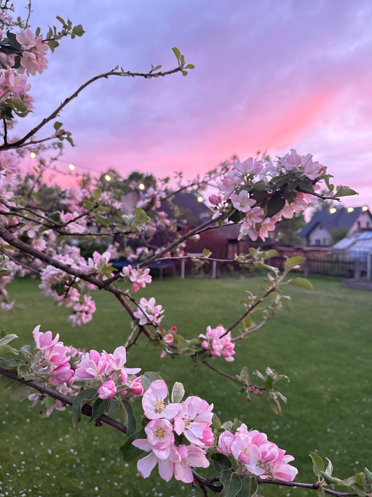 Spring blossoms and sunset captured in Carnikava, Latvia