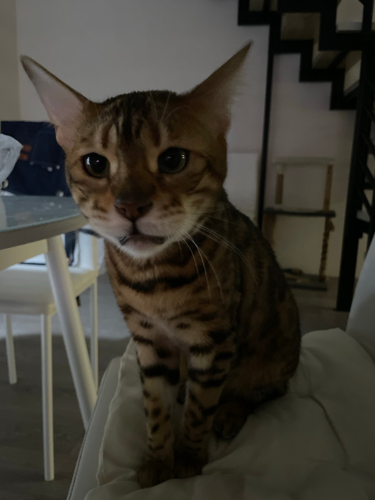 Domestic scenes captured in Izhevsk include cat, people, bath time