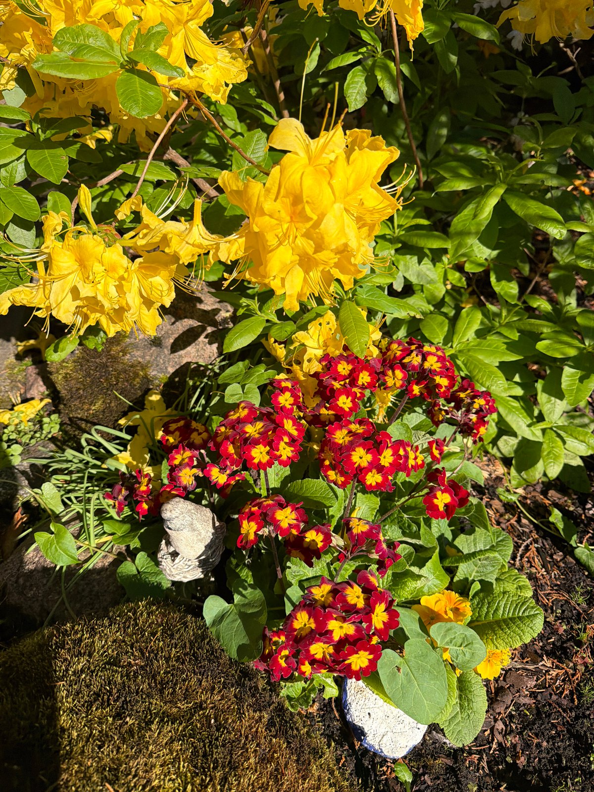Morning garden blooms and breakfast moments captured in Baloži