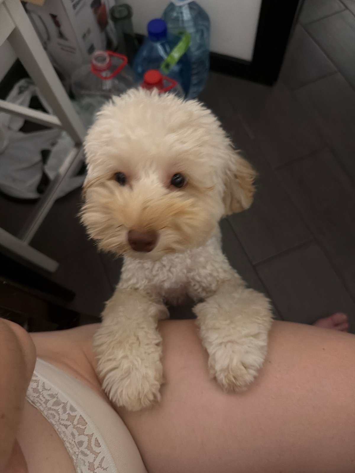 Chill bedroom evening with a poodle mix in Bila Tserkva