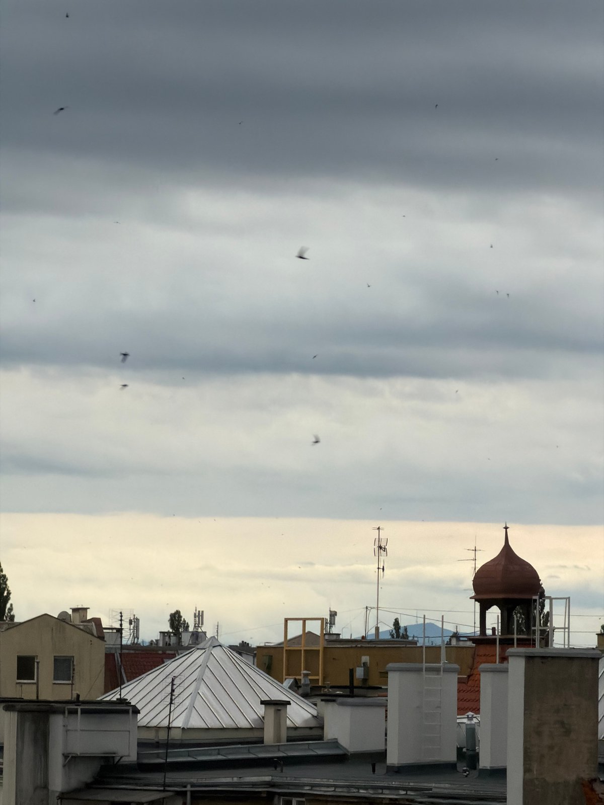 Birds in flight over a cloudy city skyline