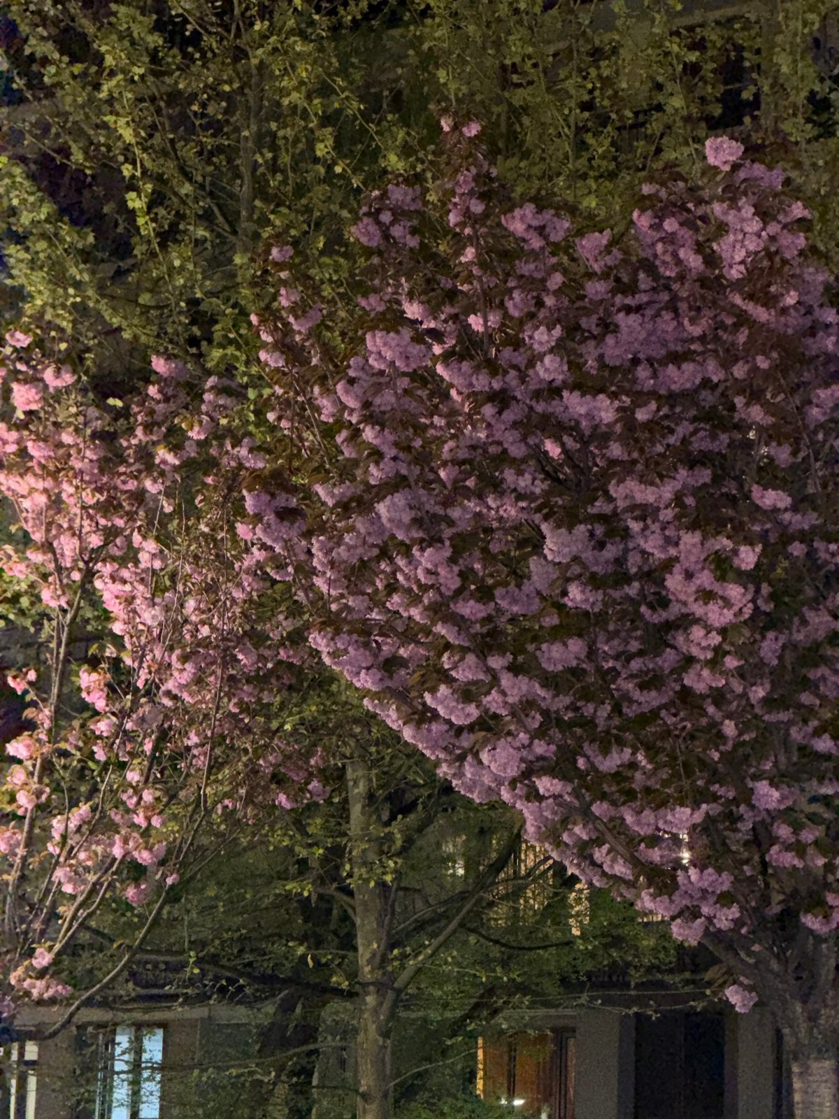 Dog rests near blooming cherry tree in Yerevan