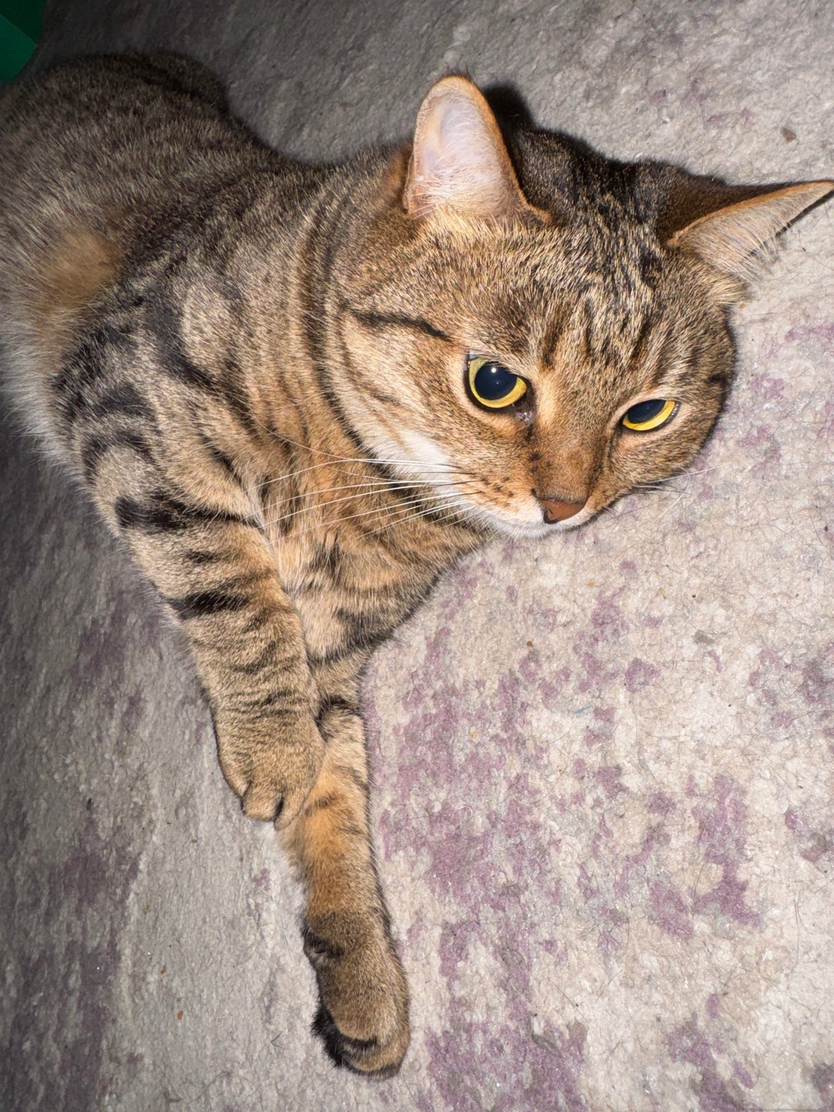 Woman and tabby cat share quiet moments in Chaikovsky home