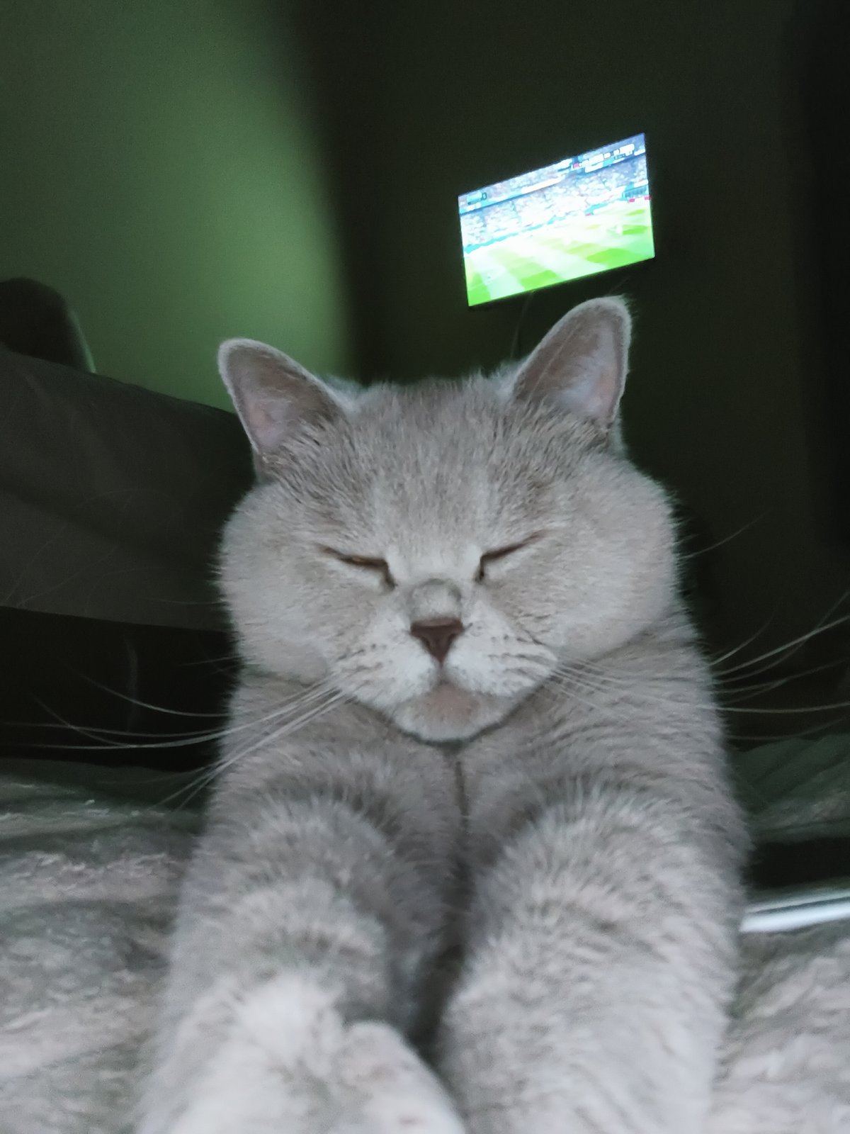 British Shorthair cat in Ternopil, various close-up angles