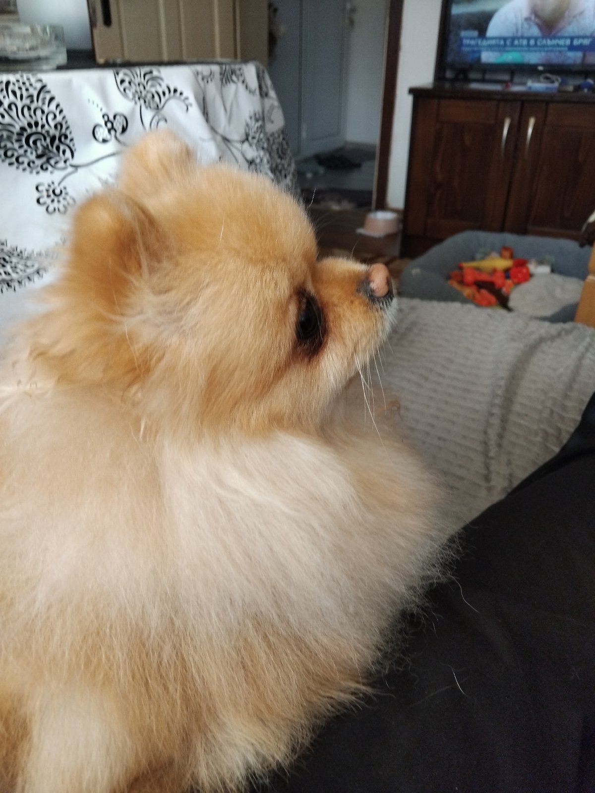 Pomeranian dog photographed resting indoors in Apriltsi, Bulgaria