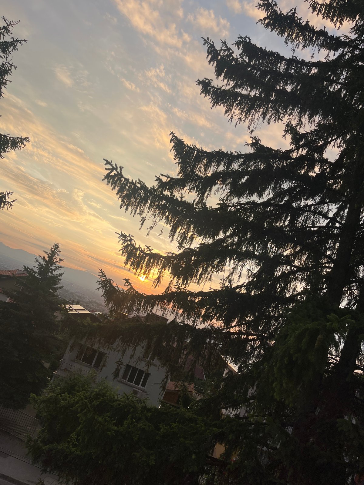 Sunset over a city, framed through pine trees