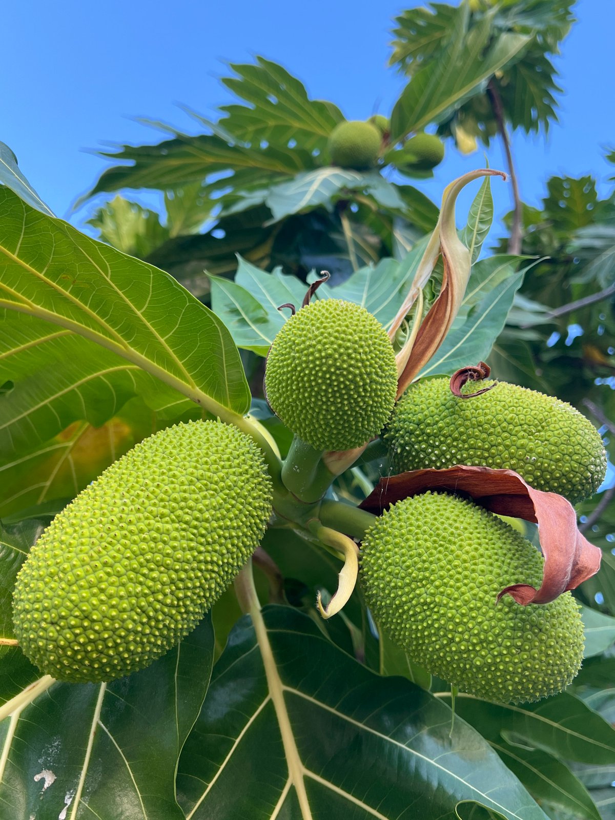 Beach day and tropical tree exploration on Koh Phangan