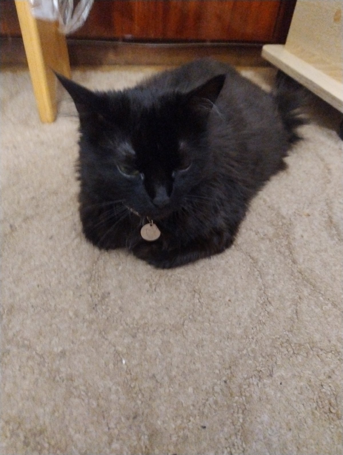 Black cat going about its afternoon at home